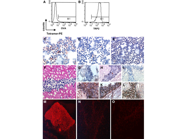 Immunofluorescence using Streptavidin Biotin